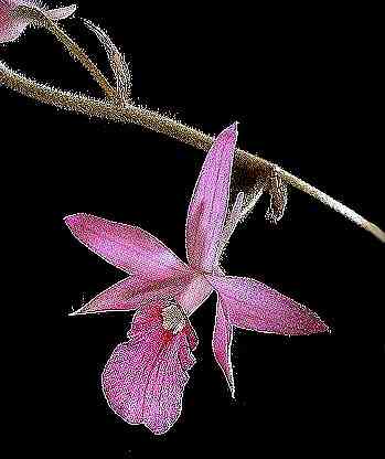 Calanthe rosea